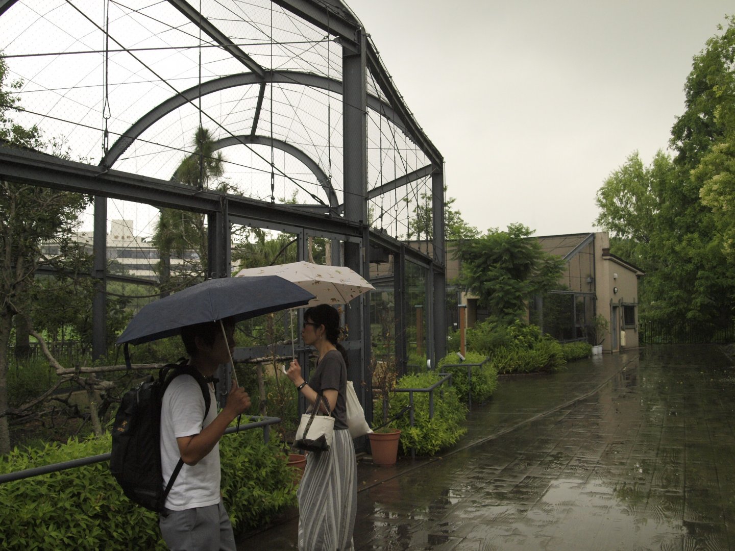 Black and white ruffed lemur enclosure
