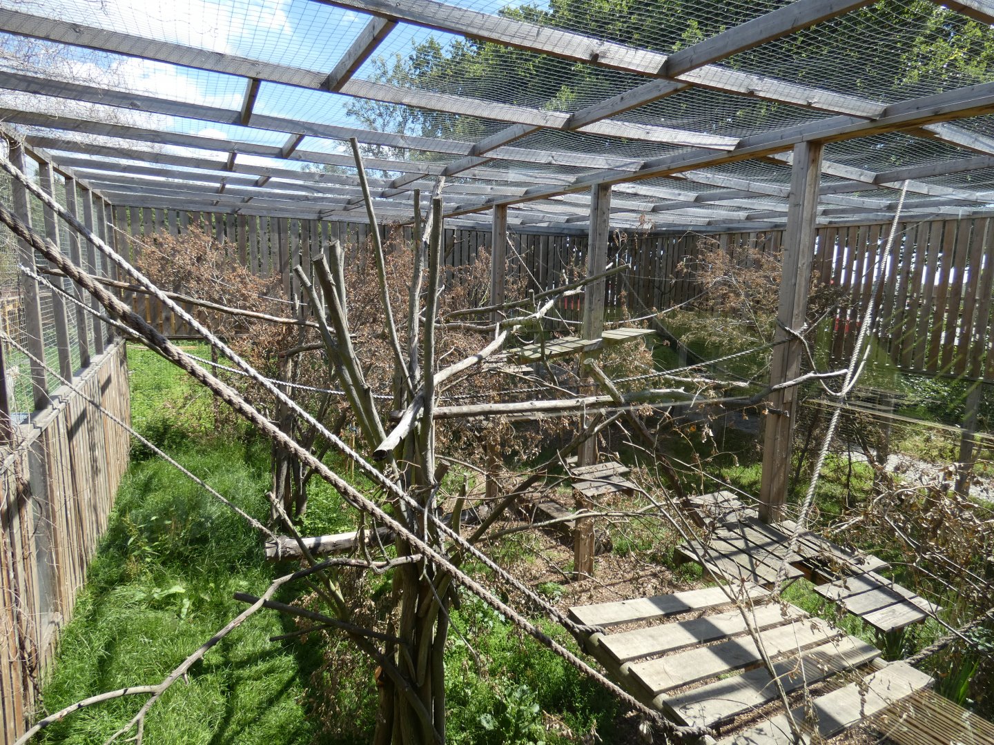 Black-and-white Ruffed Lemur enclosure