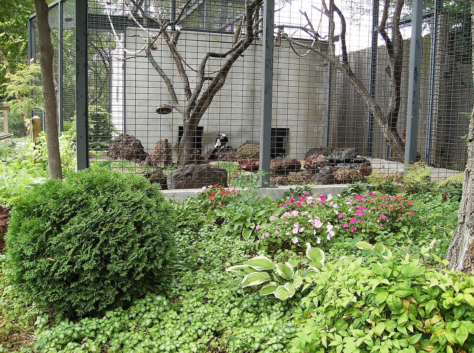 Black and White Ruffed Lemur enclosure