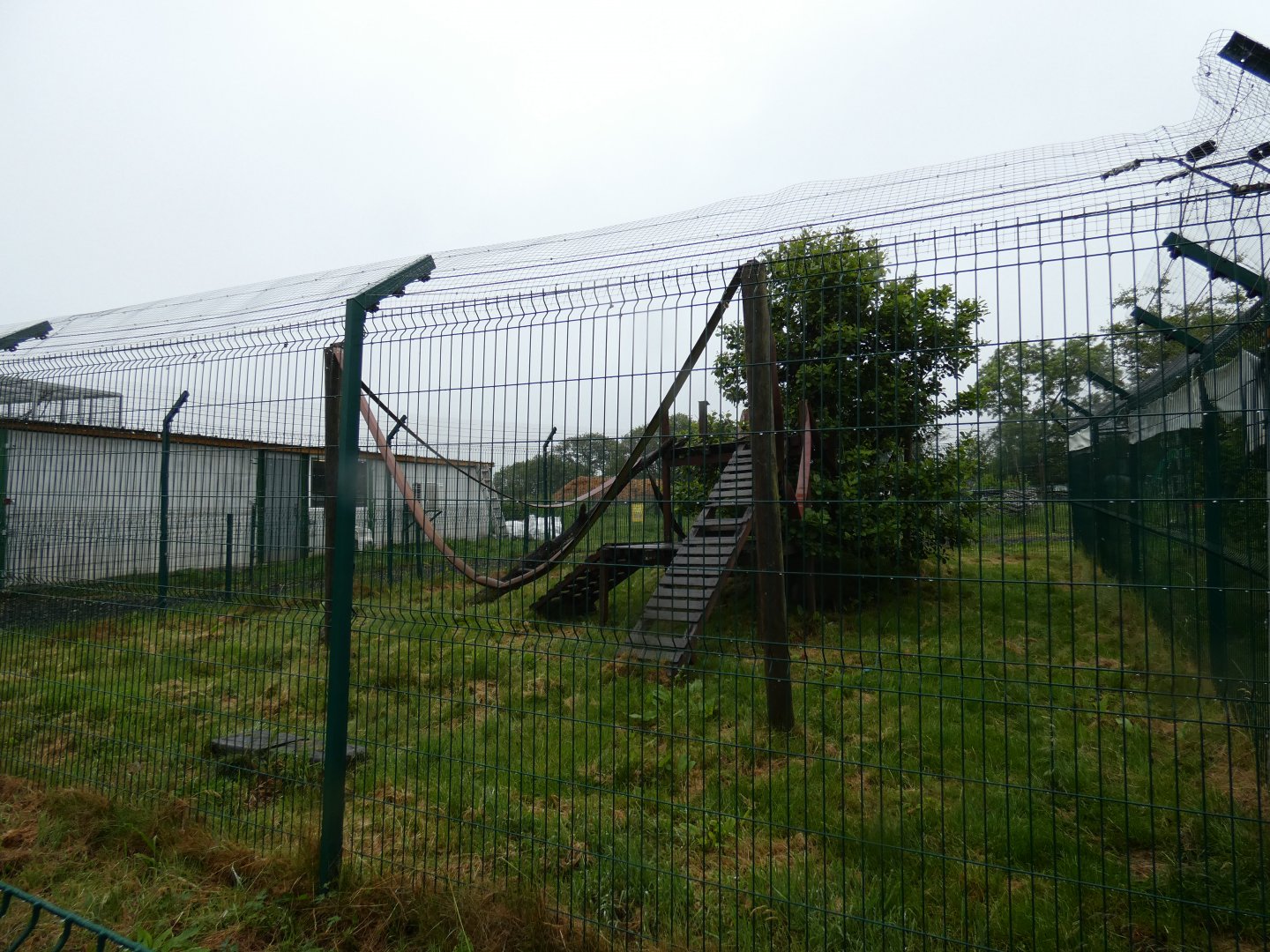 Black-and-white ruffed lemur enclosure