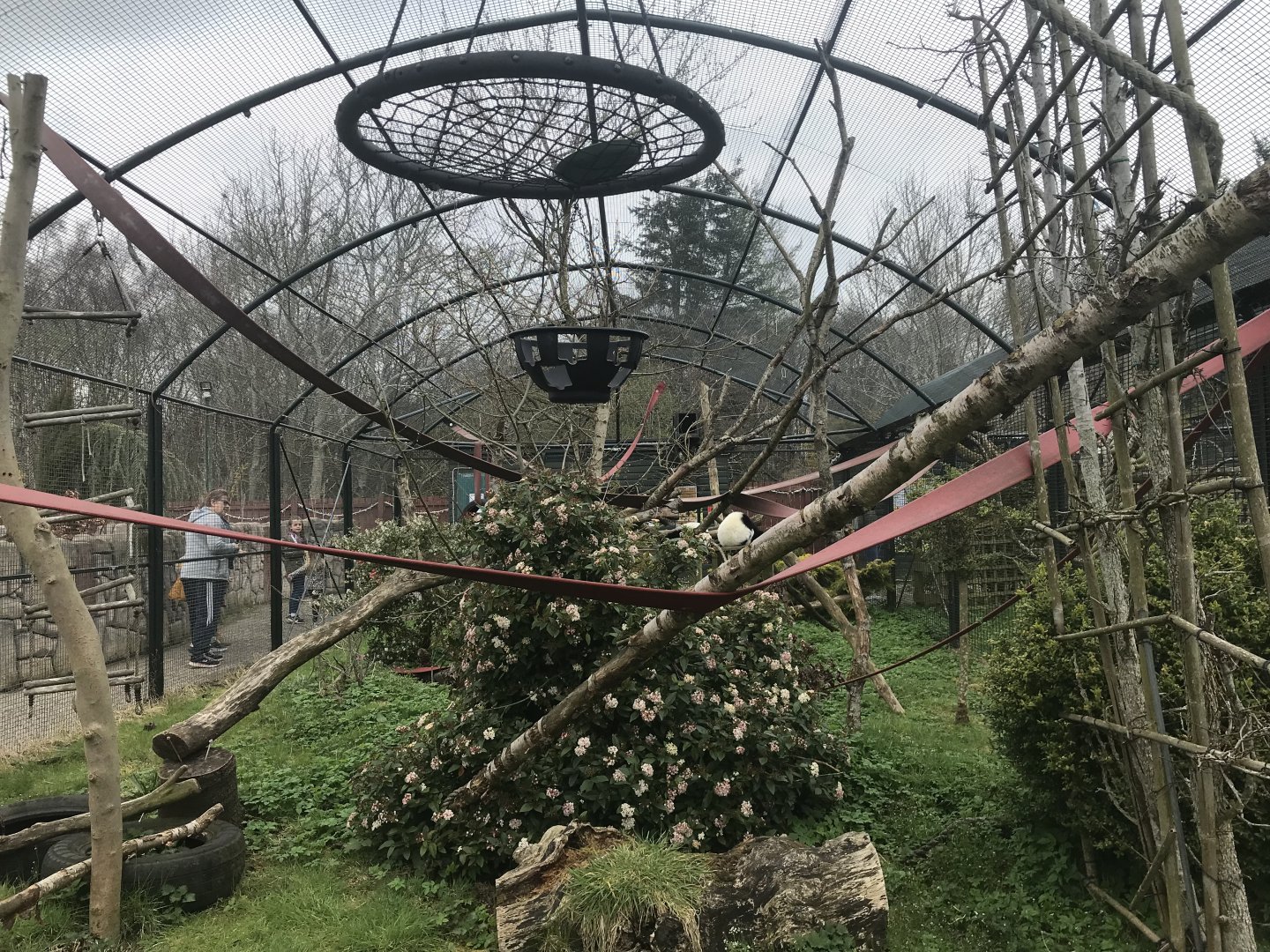 Black and white ruffed lemur enclosure