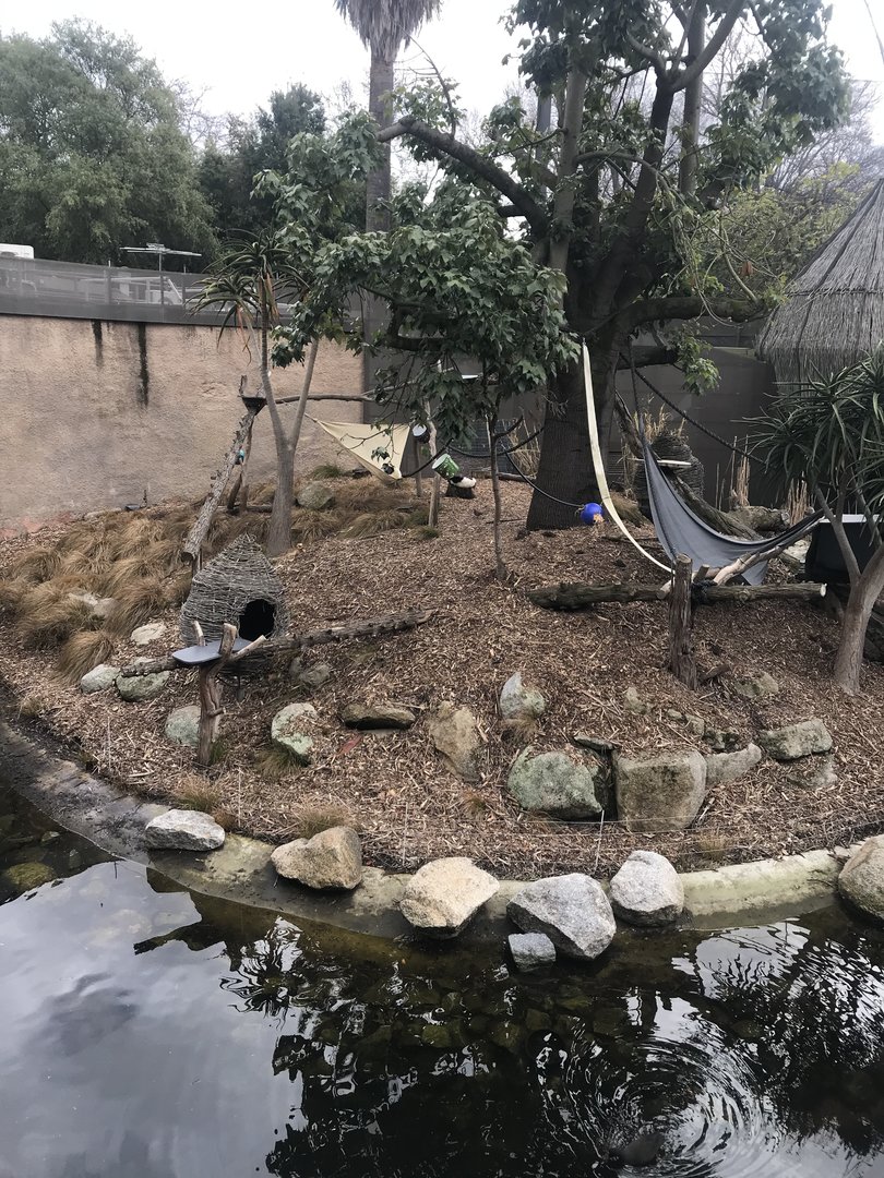 Black and White Ruffed Lemur enclosure