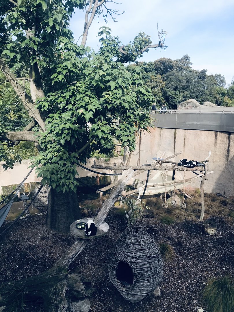 Black and White Ruffed Lemur enclosure