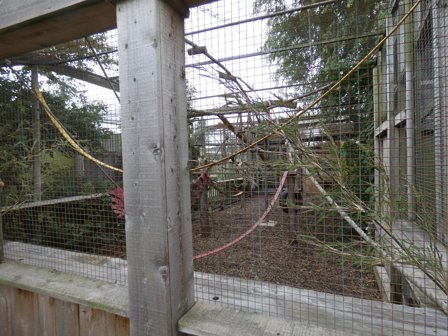 Black-and-white ruffed lemur enclosure
