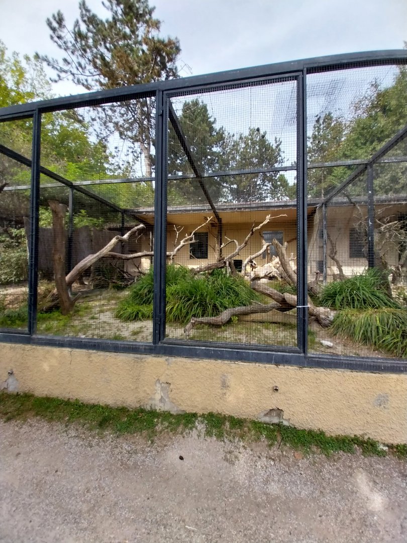Black and white ruffed lemur enclosure