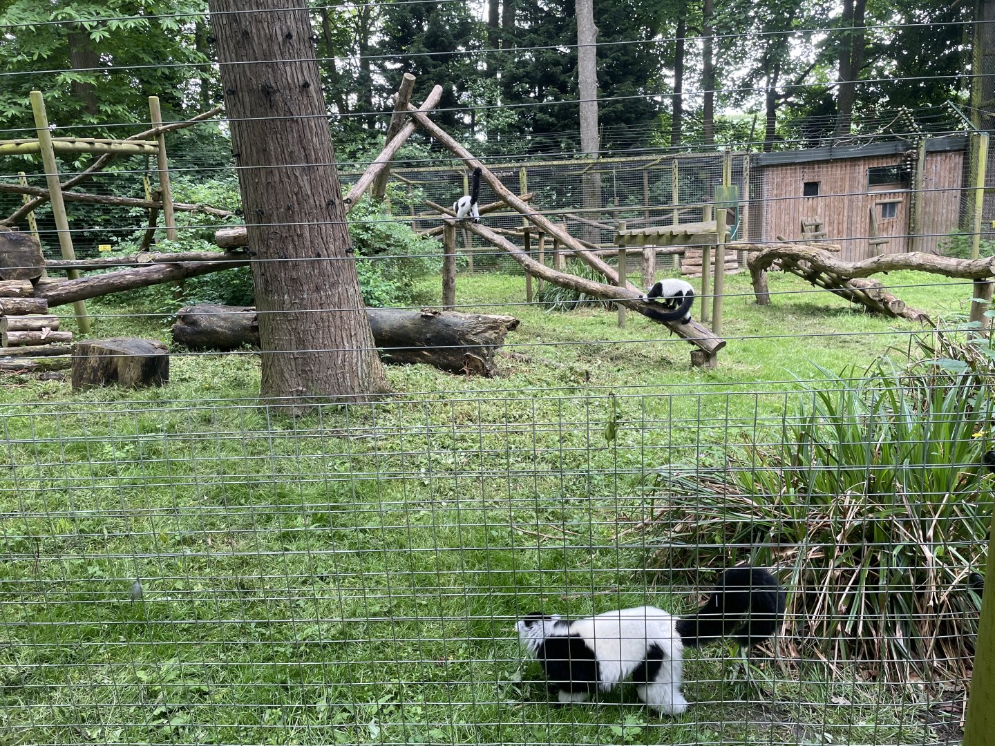 Black-and-white ruffed Lemur Enclosure