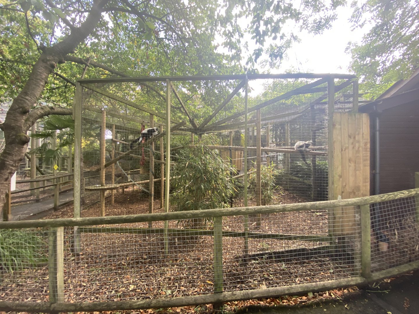 Black and white ruffed lemur enclosure