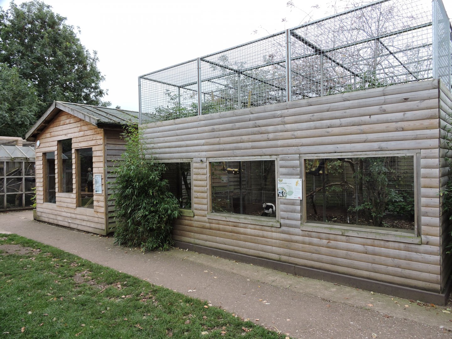 Black and white ruffed lemur enclosure