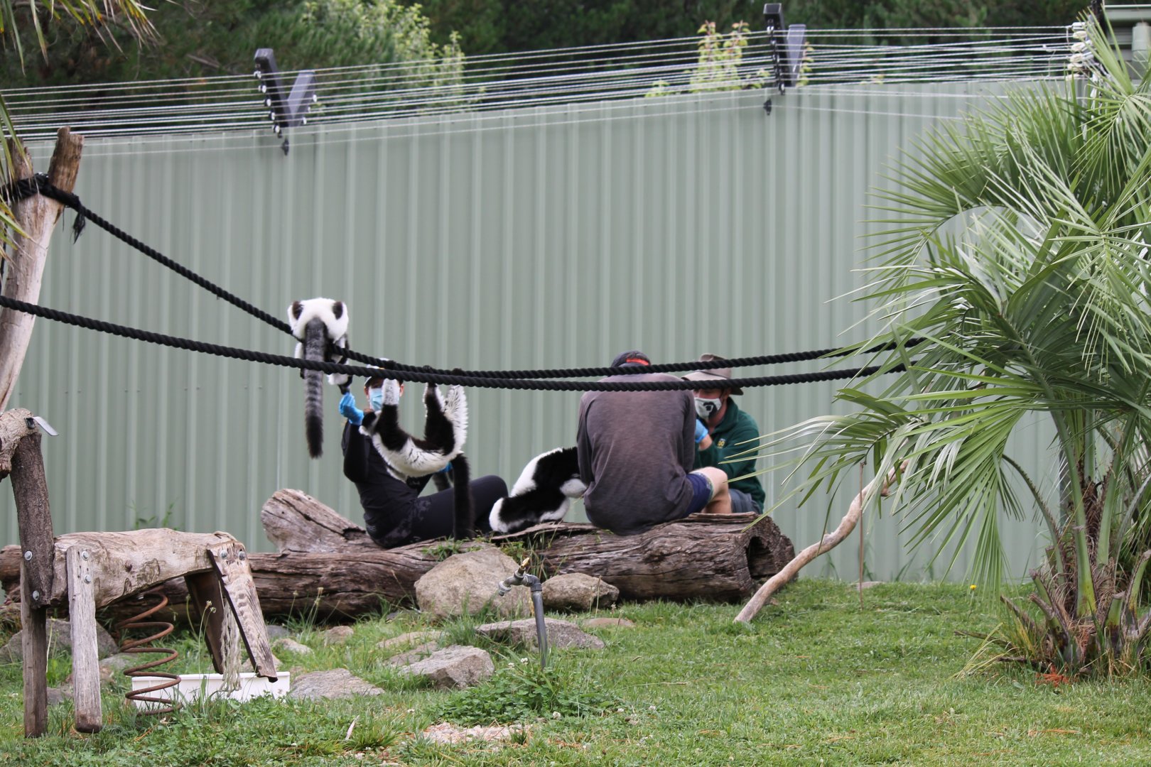 Black-and-white Ruffed Lemur Encounter