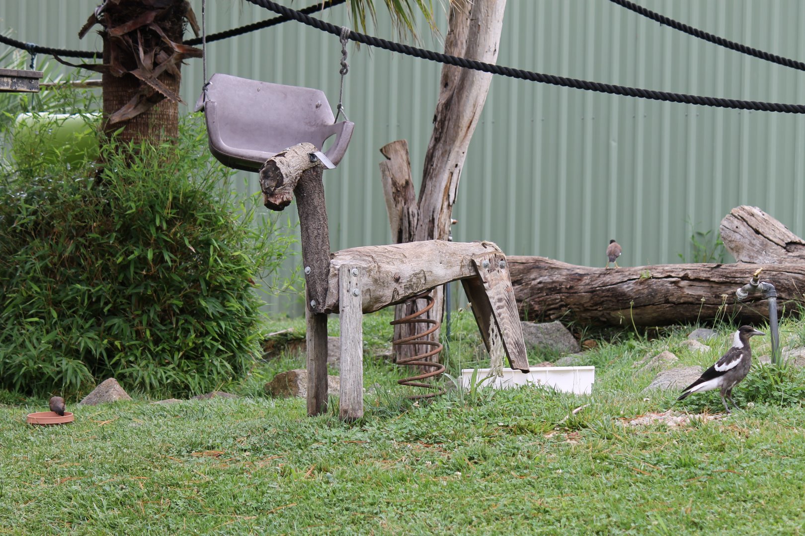 Black-and-white Ruffed Lemur Enrichment