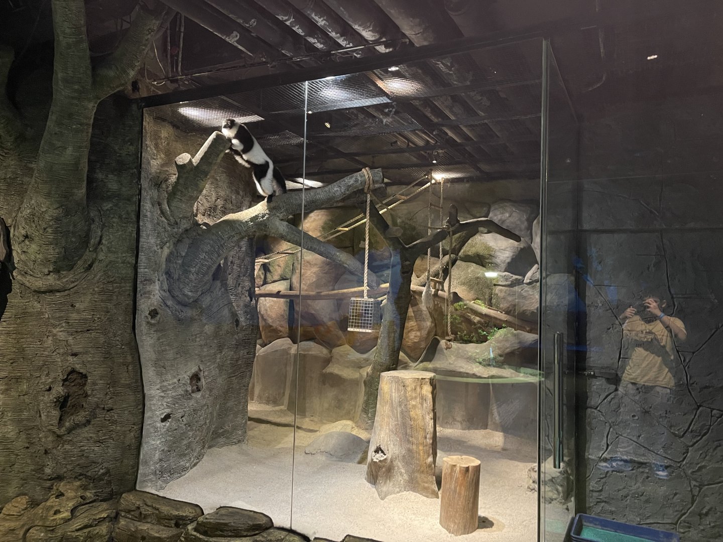 black-and-white ruffed lemur exhibit (1)