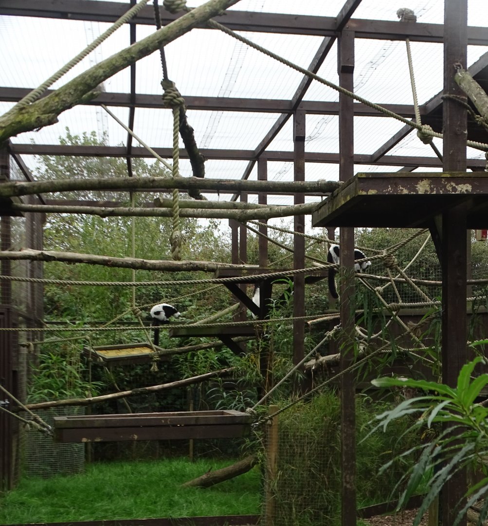Black and White Ruffed Lemur exhibit, 19th September 2024