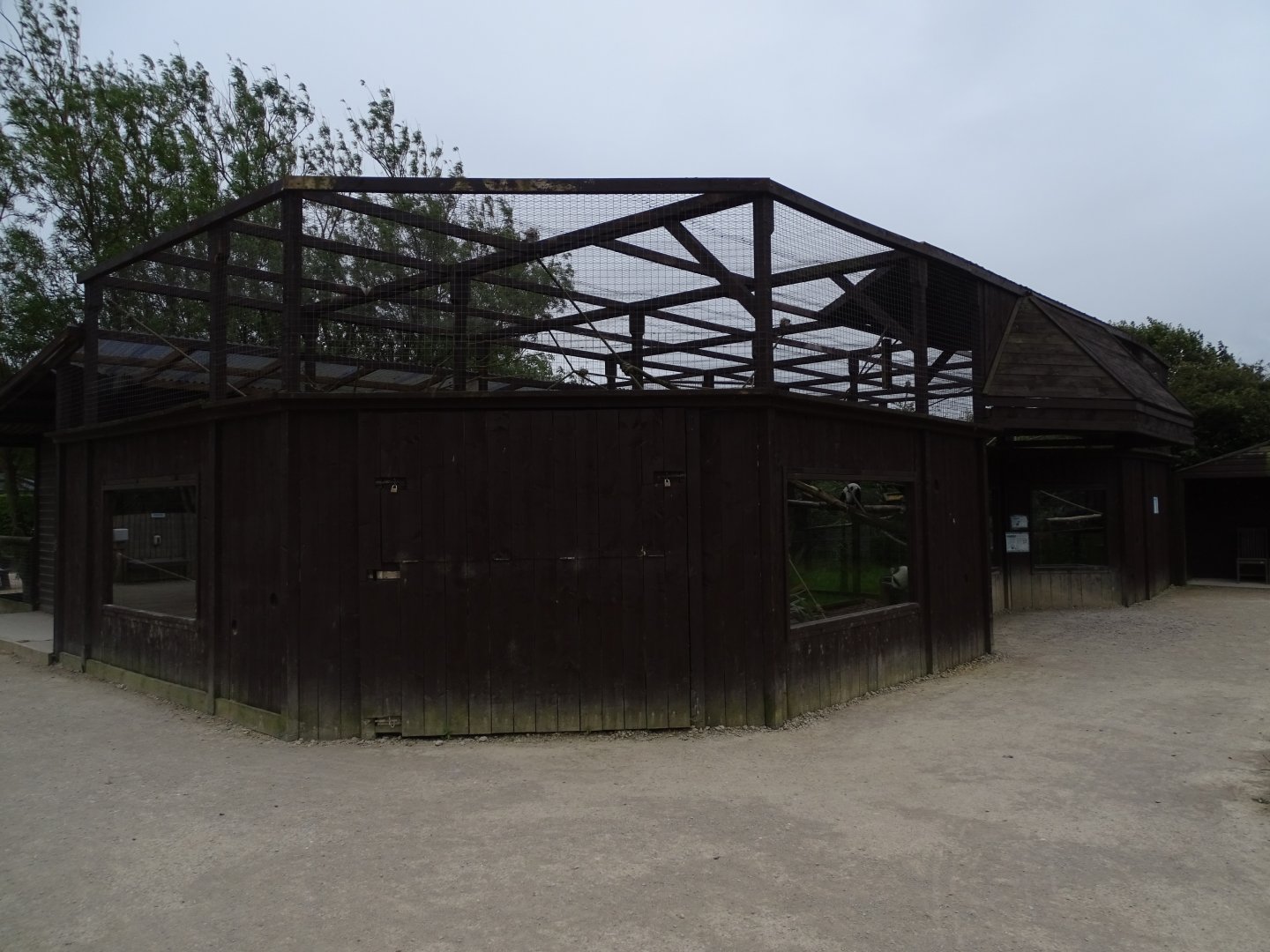 Black and White Ruffed Lemur exhibit, 1st July 2024