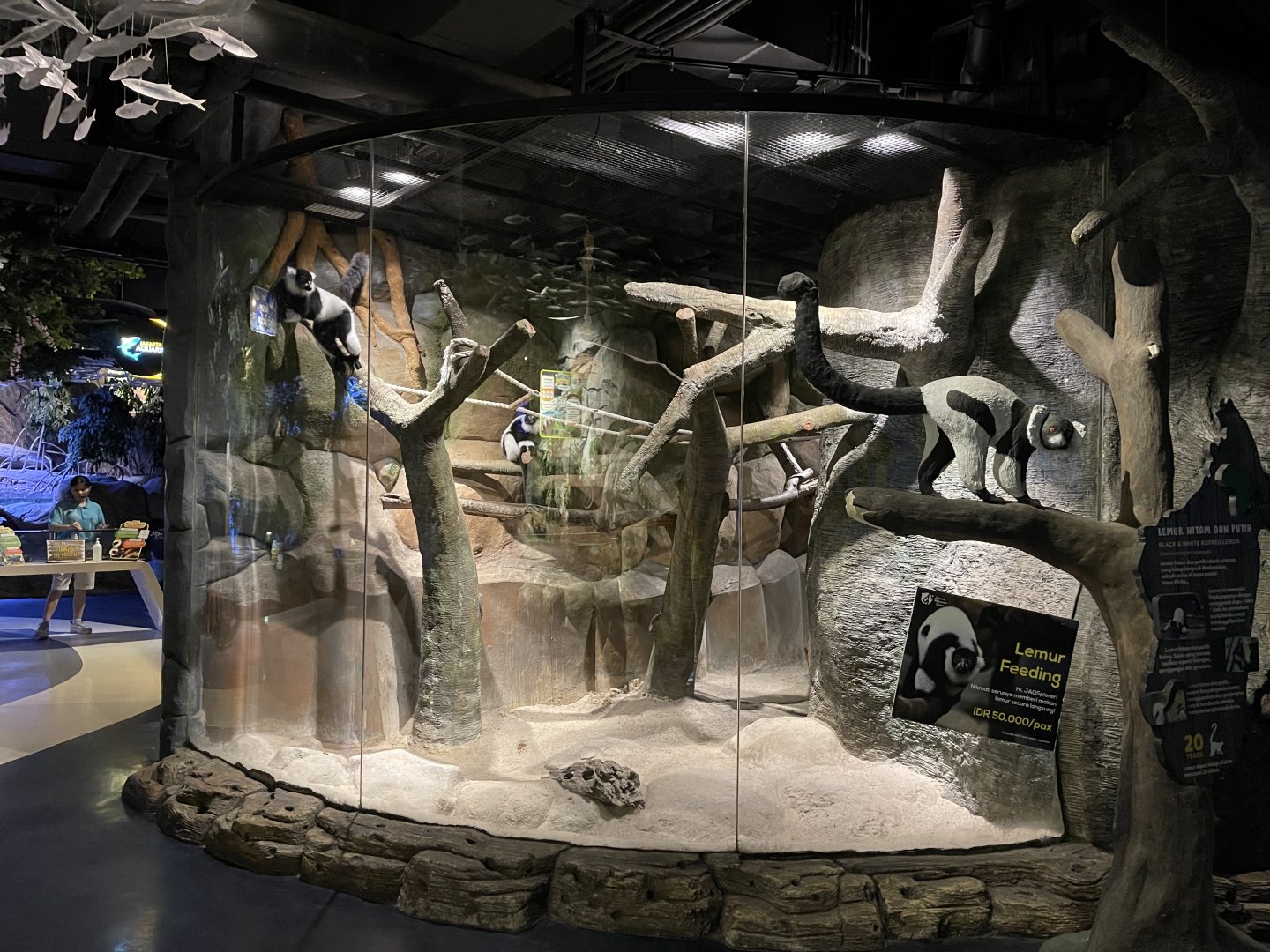 black-and-white ruffed lemur exhibit (2)