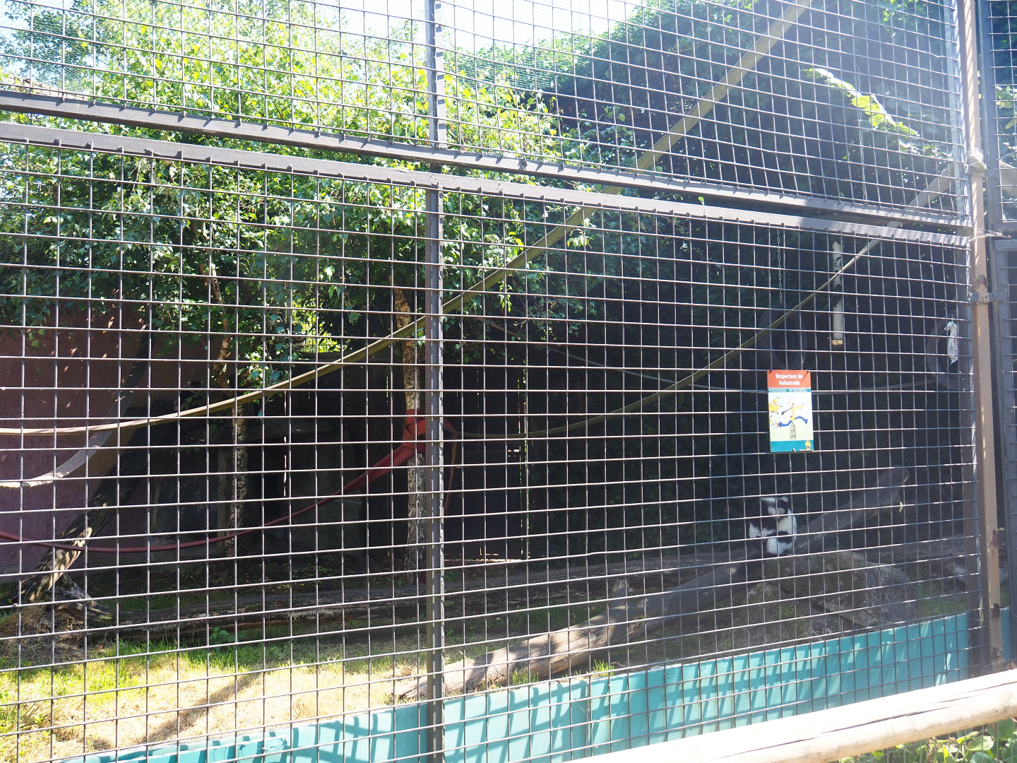 Black-and-white ruffed lemur exhibit, 2019-08-04