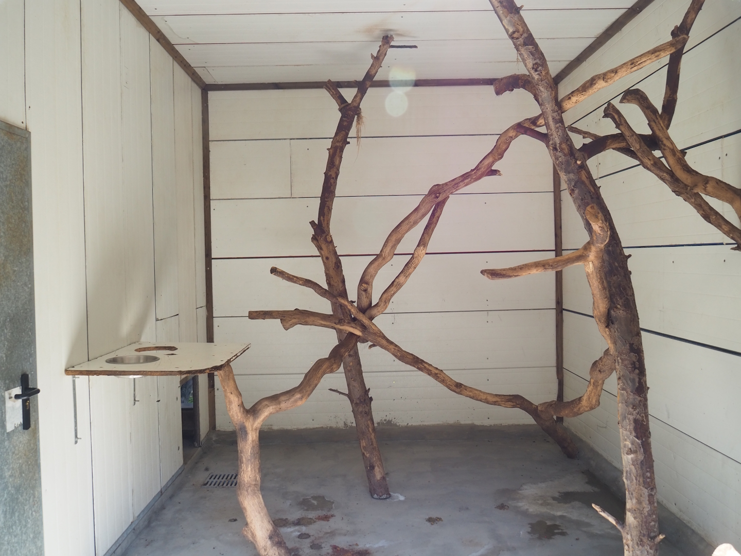 Black-and-white ruffed lemur exhibit, 2023-06-24