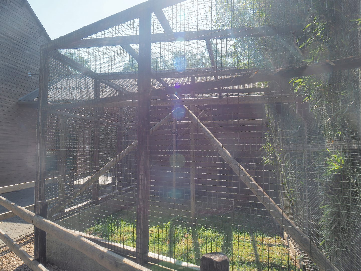 Black-and-white ruffed lemur exhibit, 2023-06-24