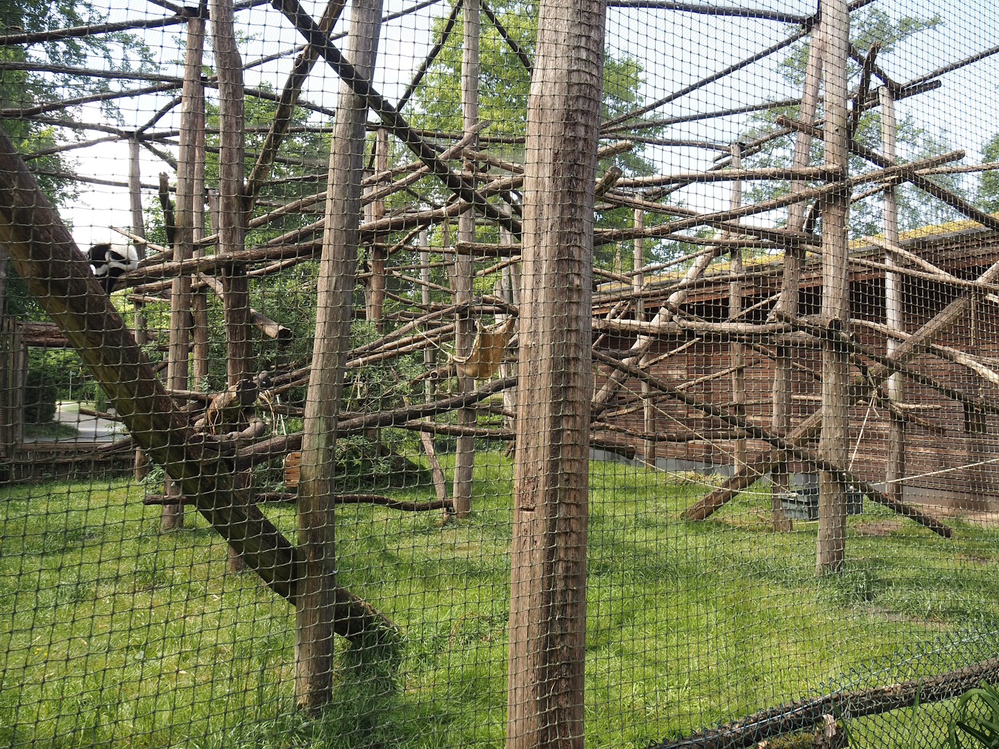Black-and-white ruffed lemur exhibit, 2025-05-22