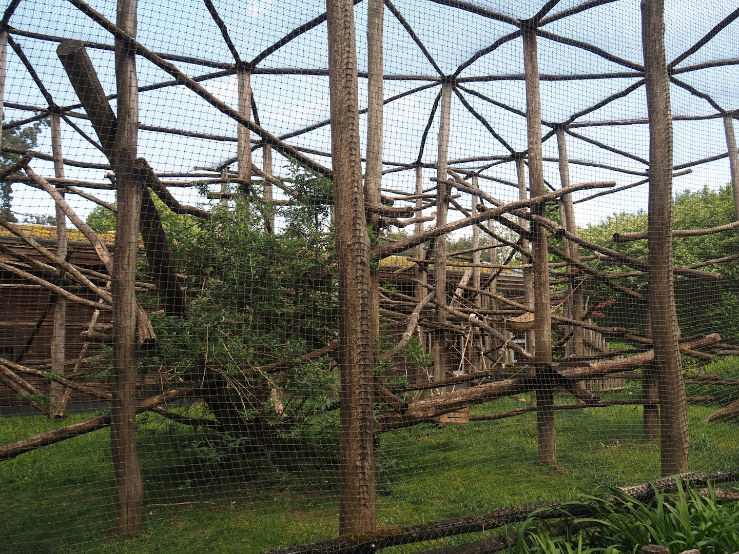 Black-and-white ruffed lemur exhibit, 2025-05-22