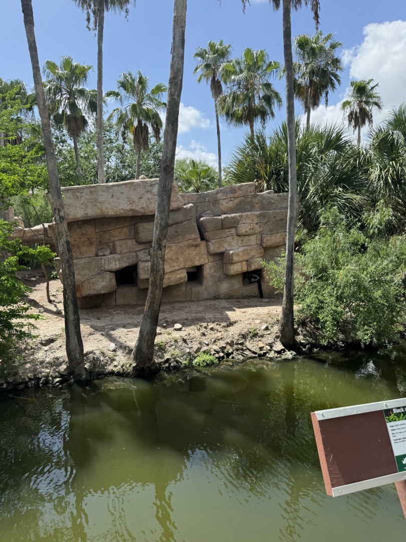 Black and White Ruffed Lemur exhibit (7/2/24)