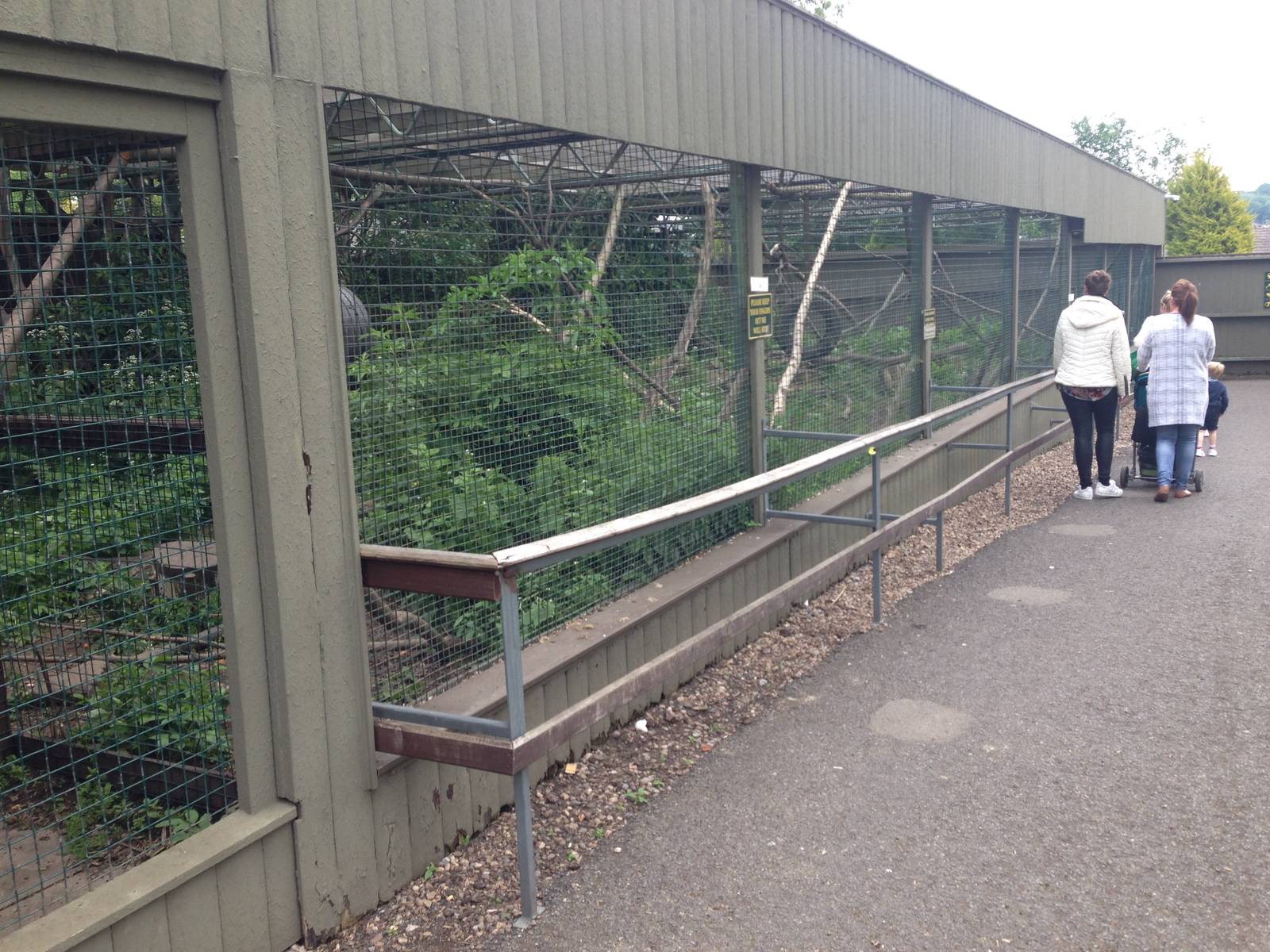 Black-and-White Ruffed Lemur Exhibit at Ponderosa Rural Thereapeutic Centre