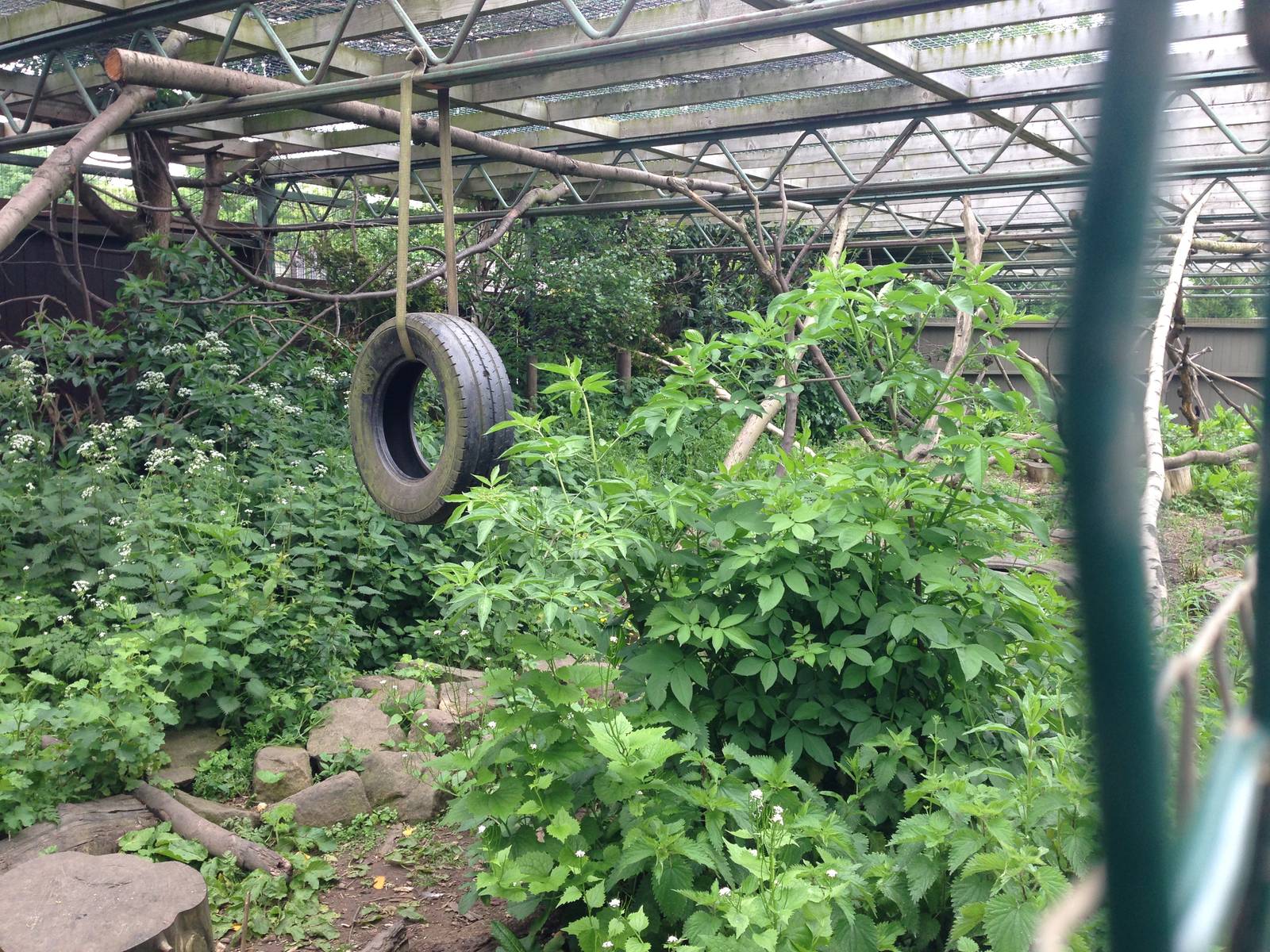 Black-and-White Ruffed Lemur Exhibit at Ponderosa Rural Thereapeutic Centre