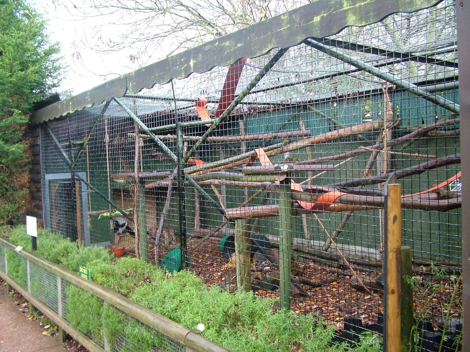 Black-and-White Ruffed Lemur exhibit at Tropical Wings 29/11/09