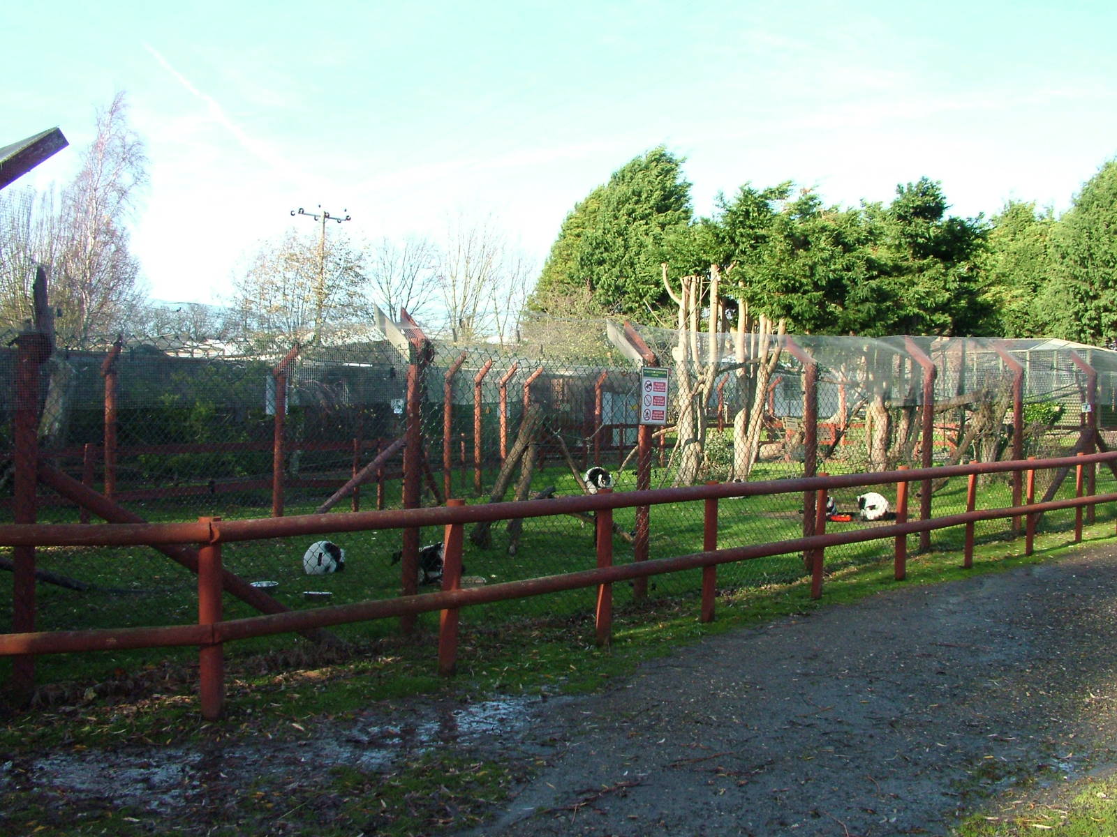 Black-and-White Ruffed Lemur exhibit at Wingham 28/11/09