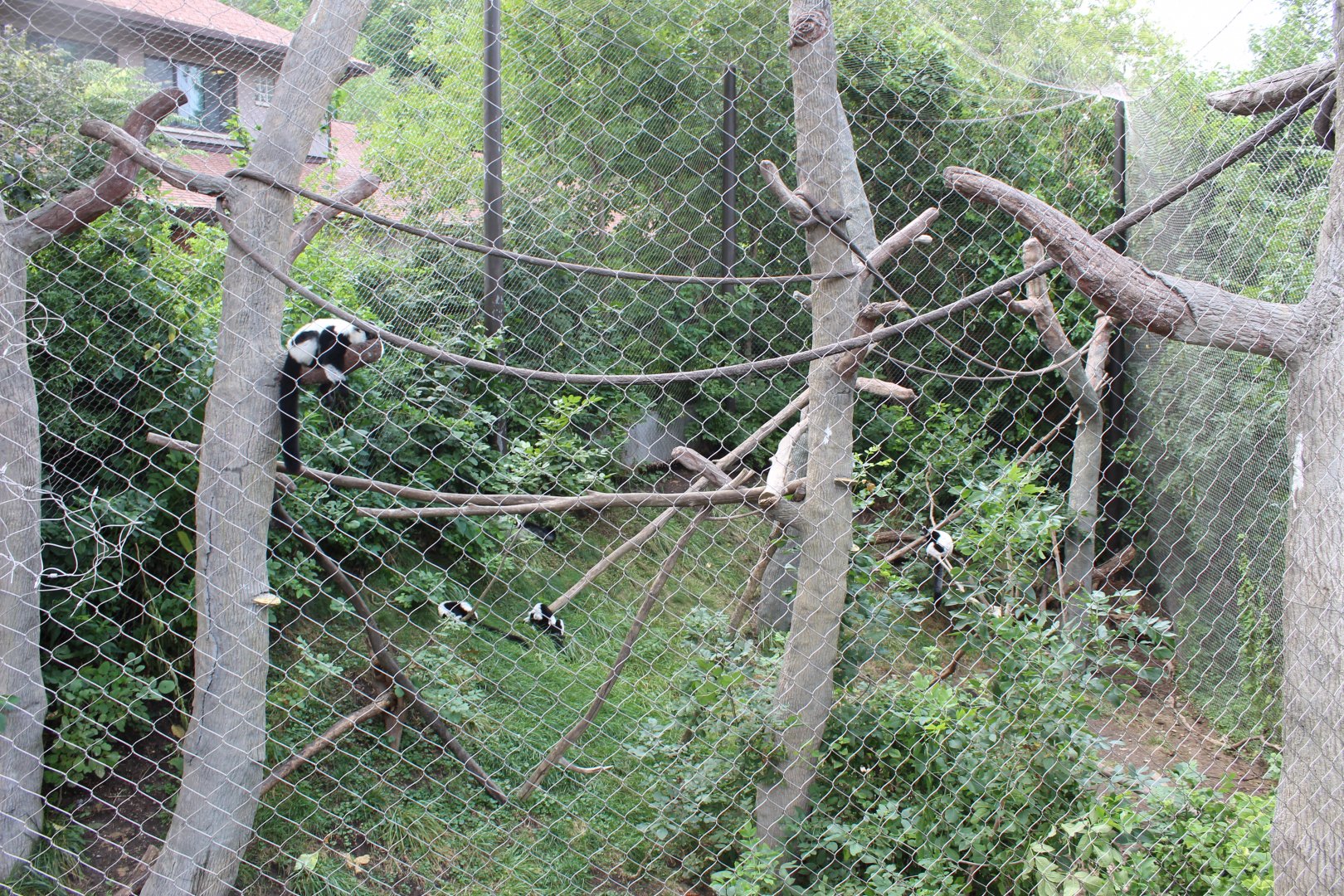 Black and White Ruffed Lemur Exhibit - Exhibition Madagascar