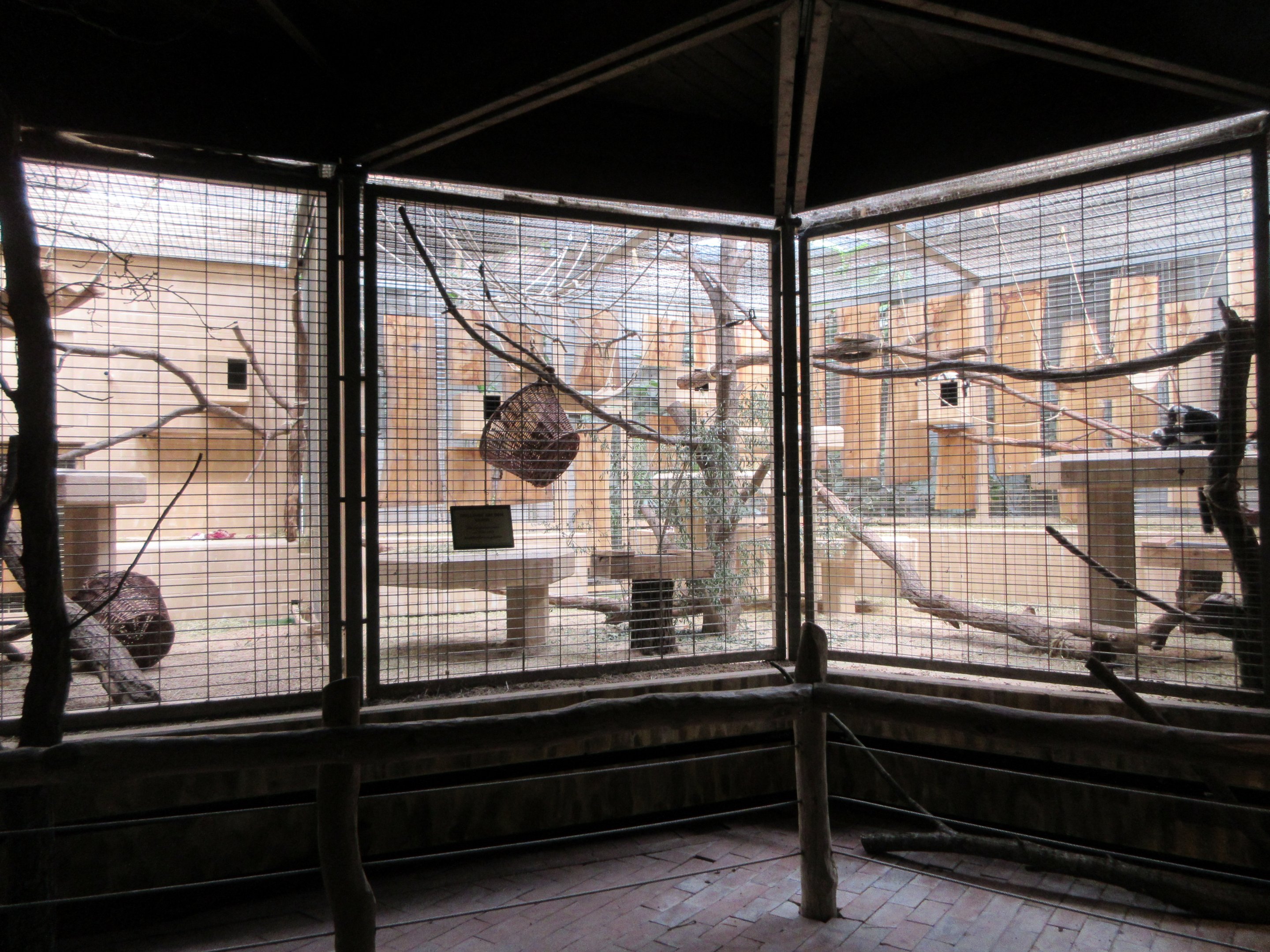 Black and White Ruffed Lemur Exhibit - indoor area