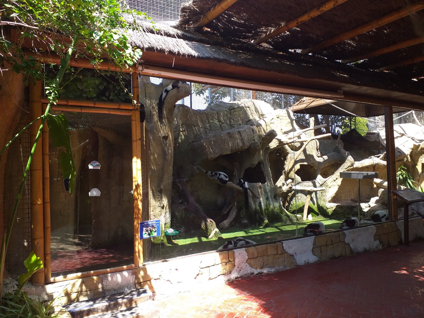 Black and white ruffed lemur exhibit -MundoMar Benidorm (2021)