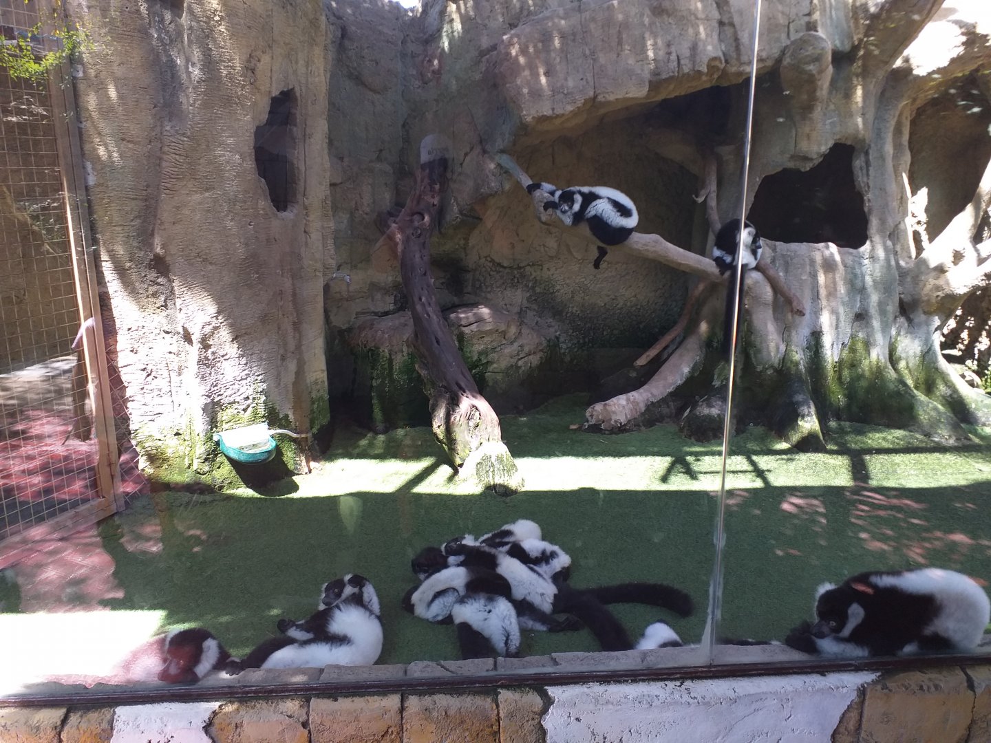 Black and white ruffed lemur exhibit -MundoMar Benidorm (2021)