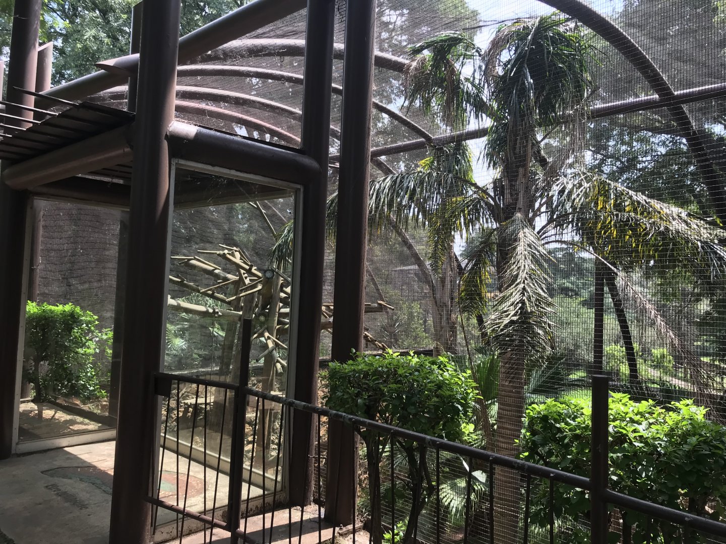 Black-and-White Ruffed Lemur Exhibit (Varecia variegata)