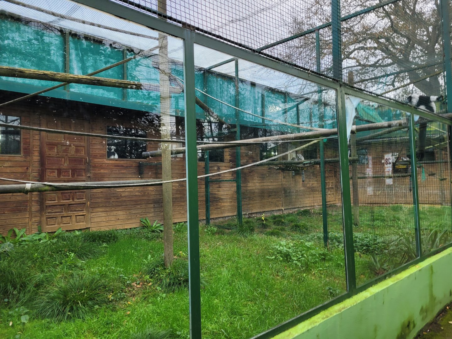 Black-and-white ruffed lemur exhibit -Zoo de Santillana del Mar (2023)