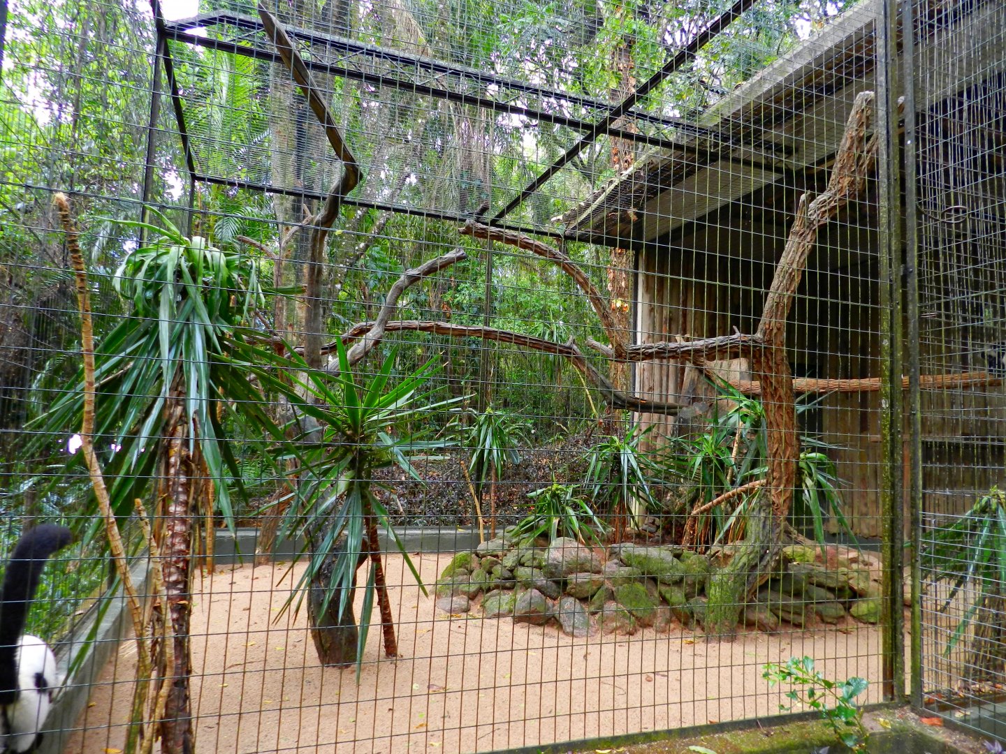 Black-and-white ruffed lemur exhibit - Zooparque Itatiba