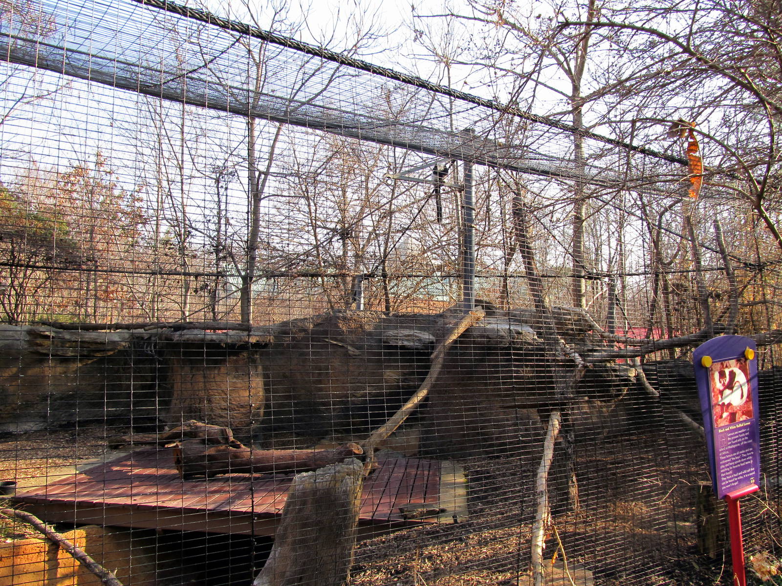 Black and White Ruffed Lemur Exhibit