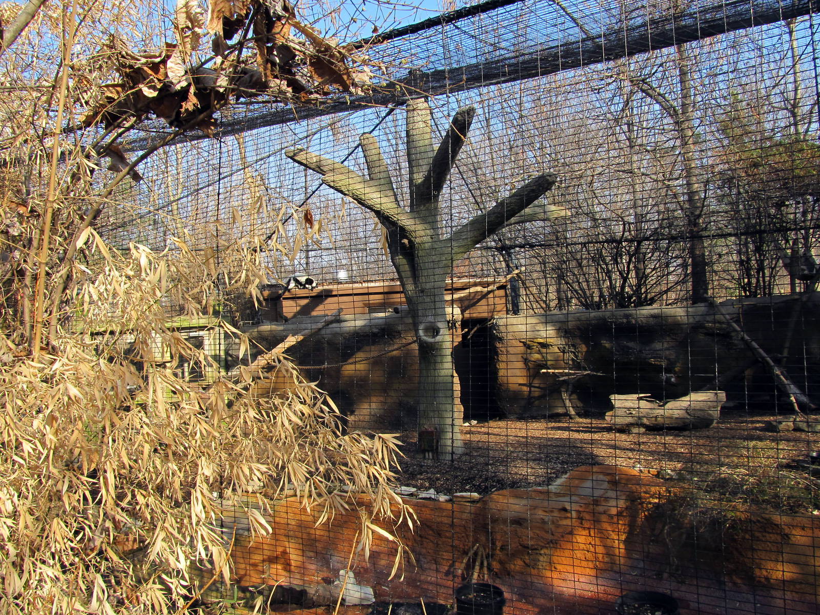 Black and White Ruffed Lemur Exhibit