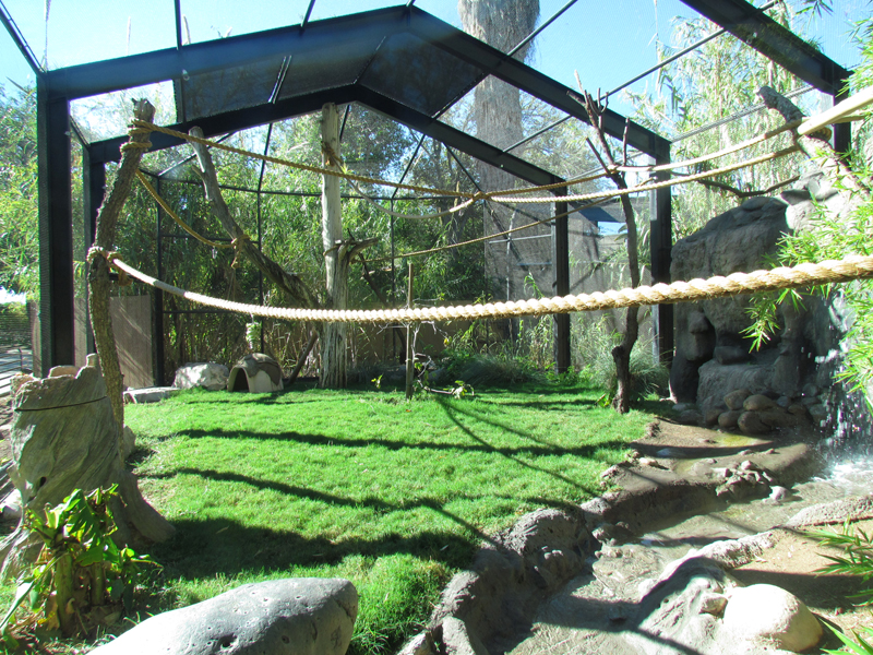 Black-and-white Ruffed Lemur Exhibit