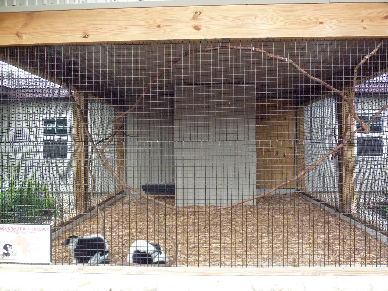 Black-and-White Ruffed Lemur Exhibit