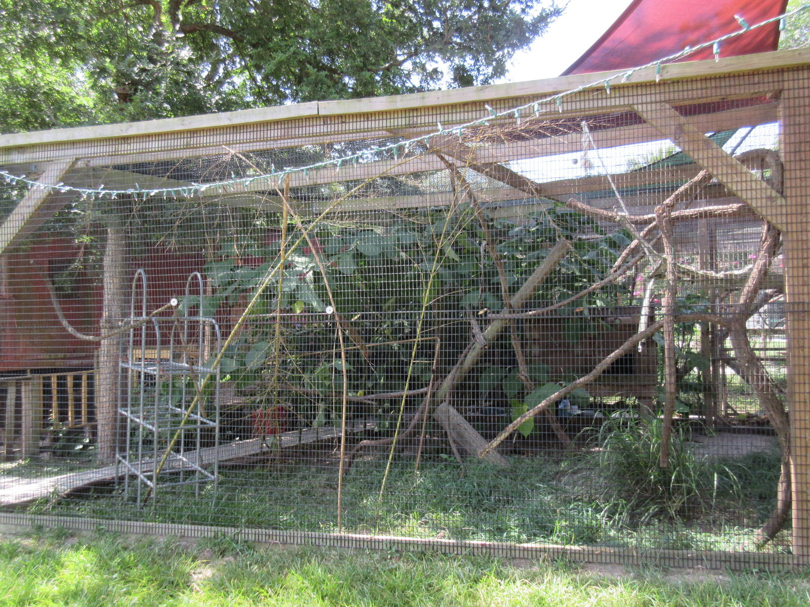 Black and White Ruffed Lemur Exhibit