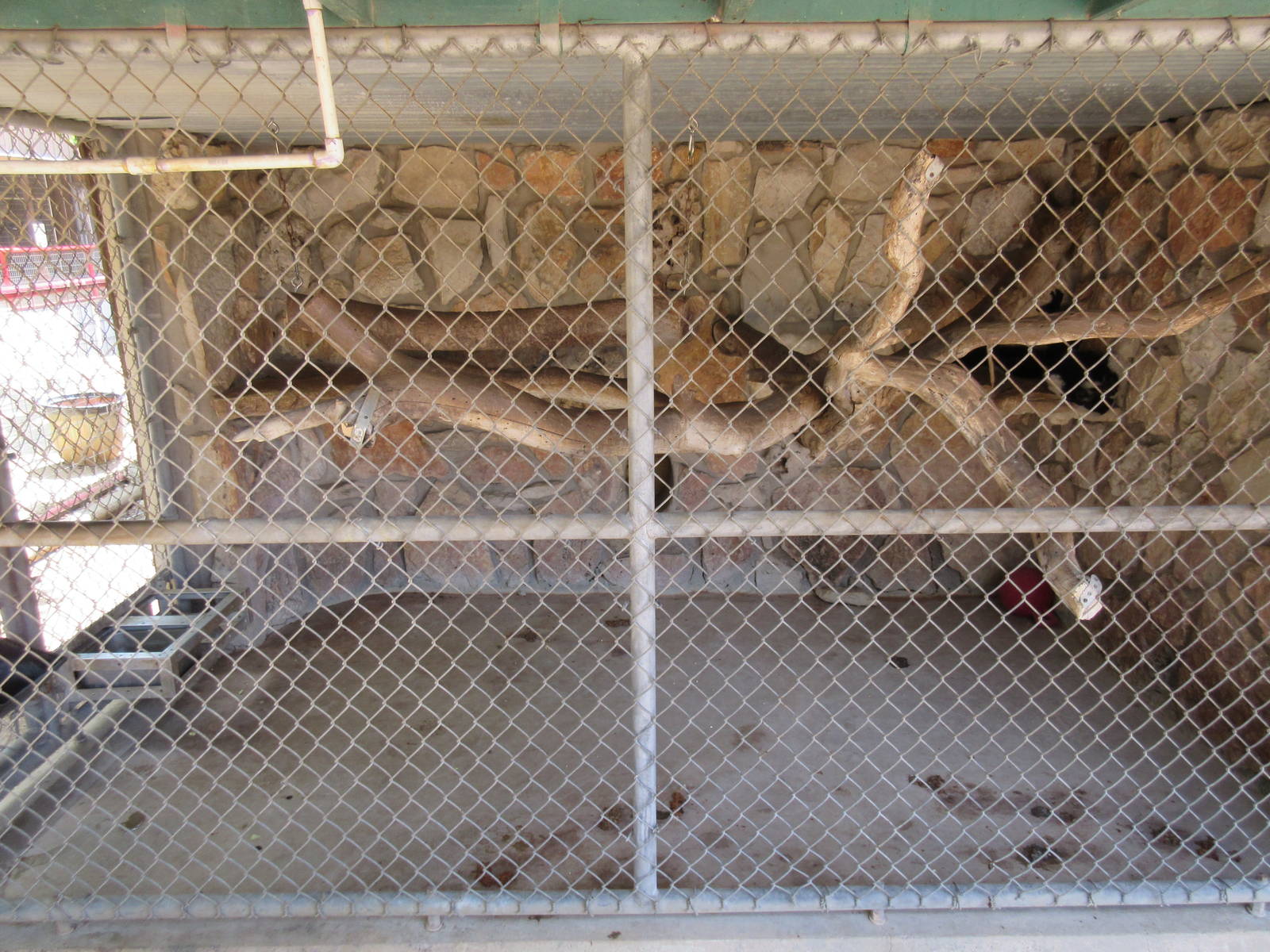 Black and White Ruffed Lemur Exhibit