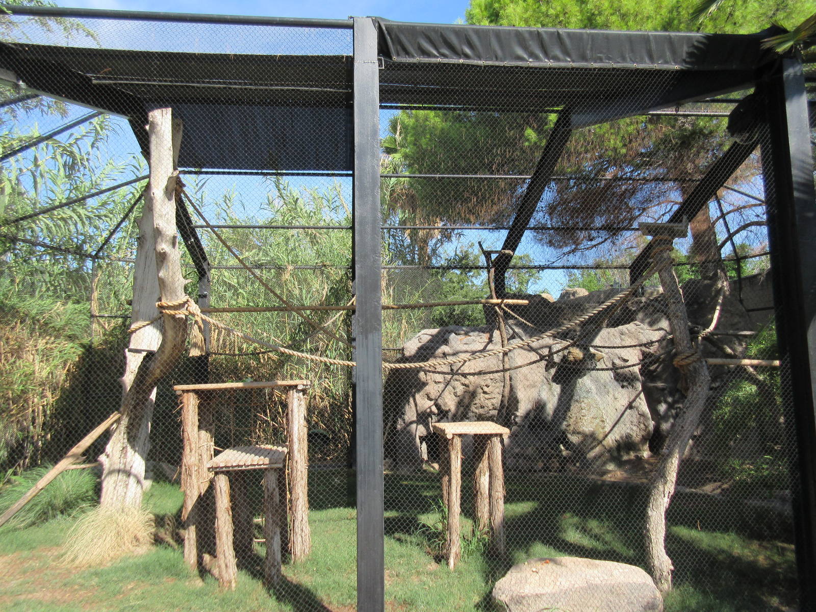 Black-and-White Ruffed Lemur Exhibit