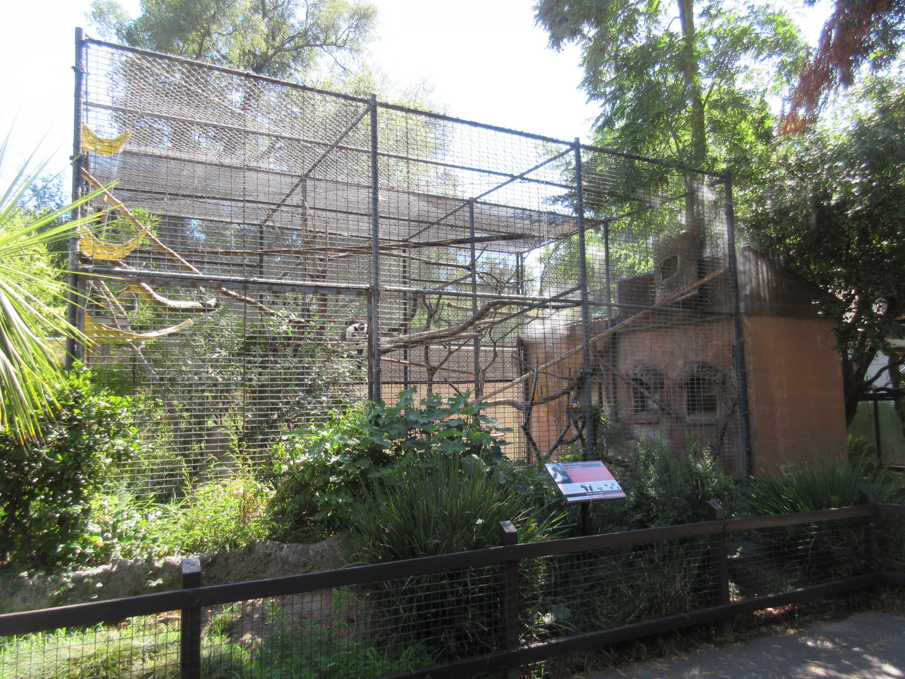 Black and White Ruffed Lemur Exhibit
