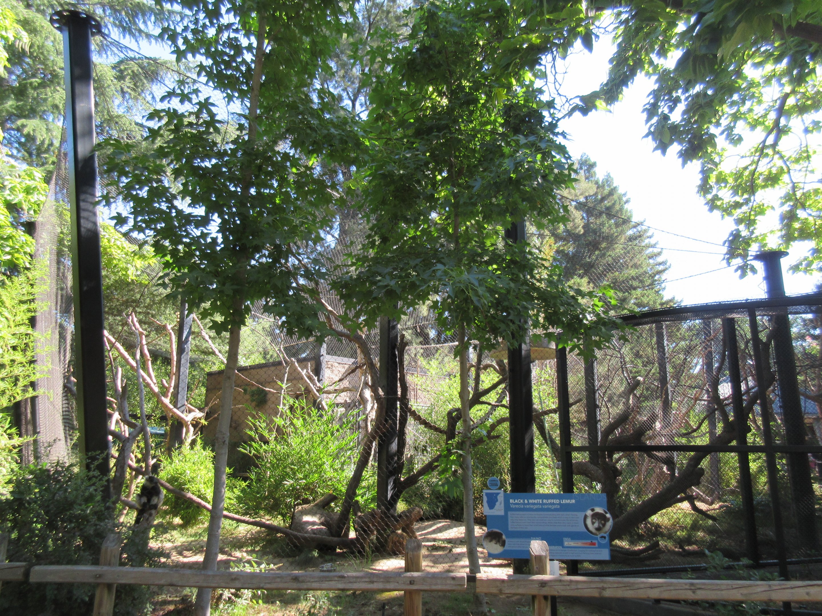 Black-and-White Ruffed Lemur Exhibit