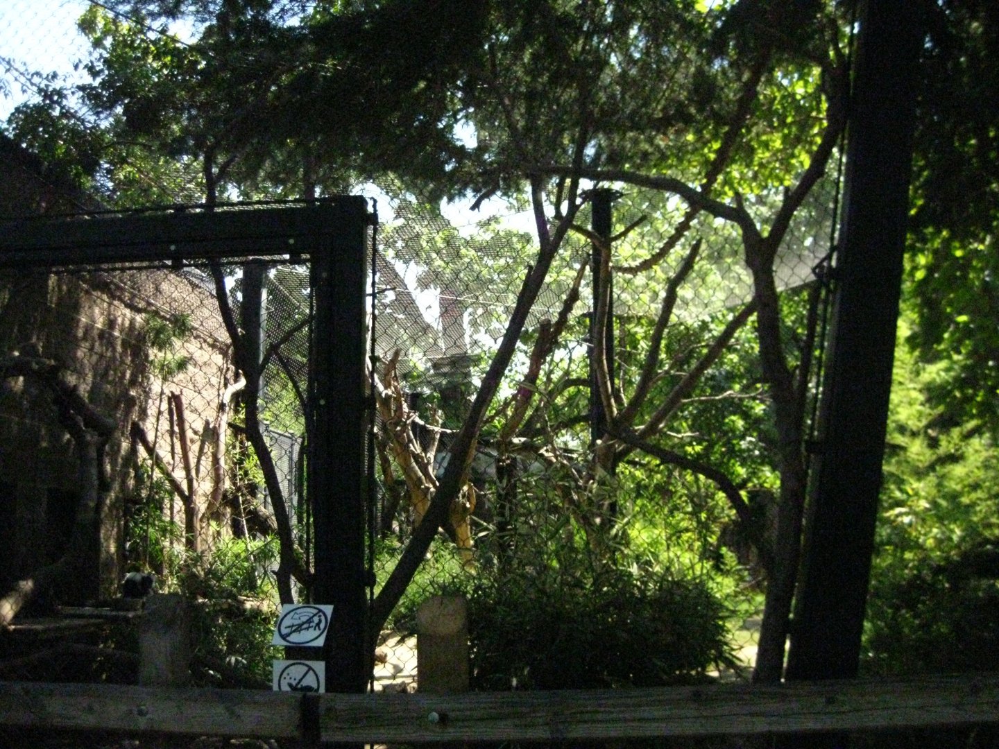 Black and White Ruffed Lemur Exhibit