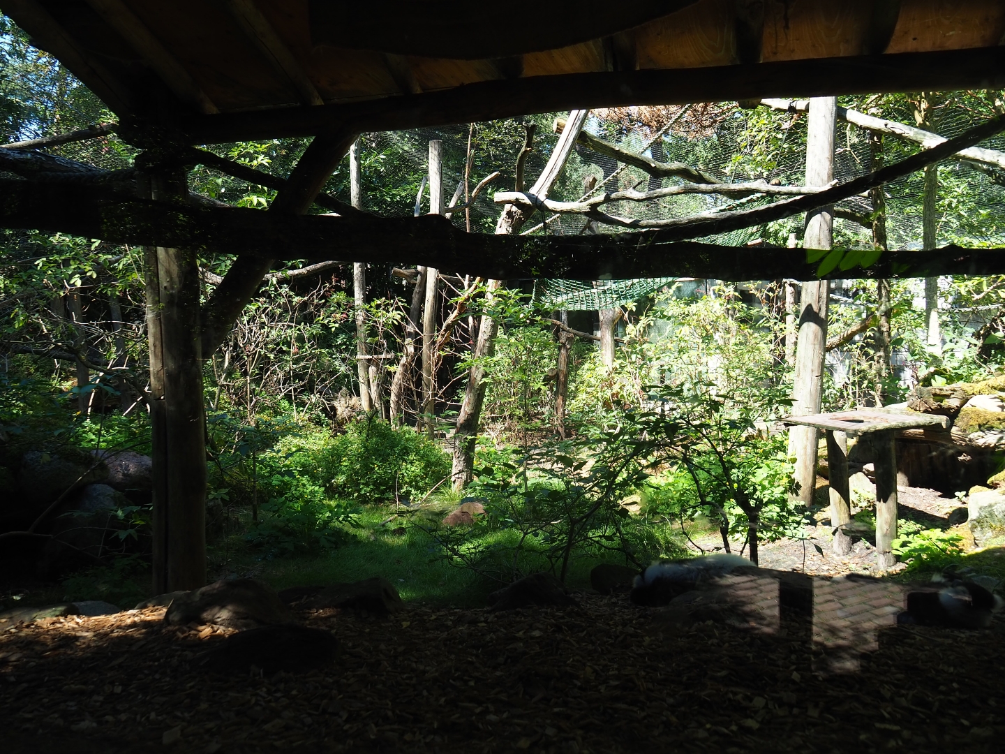 Black-and-white ruffed lemur exhibit