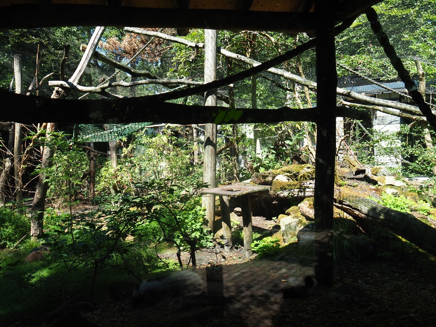 Black-and-white ruffed lemur exhibit
