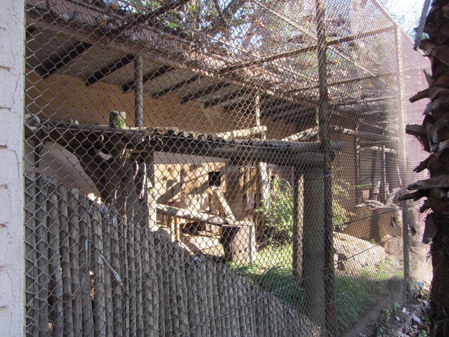 Black-and-White Ruffed Lemur Exhibit