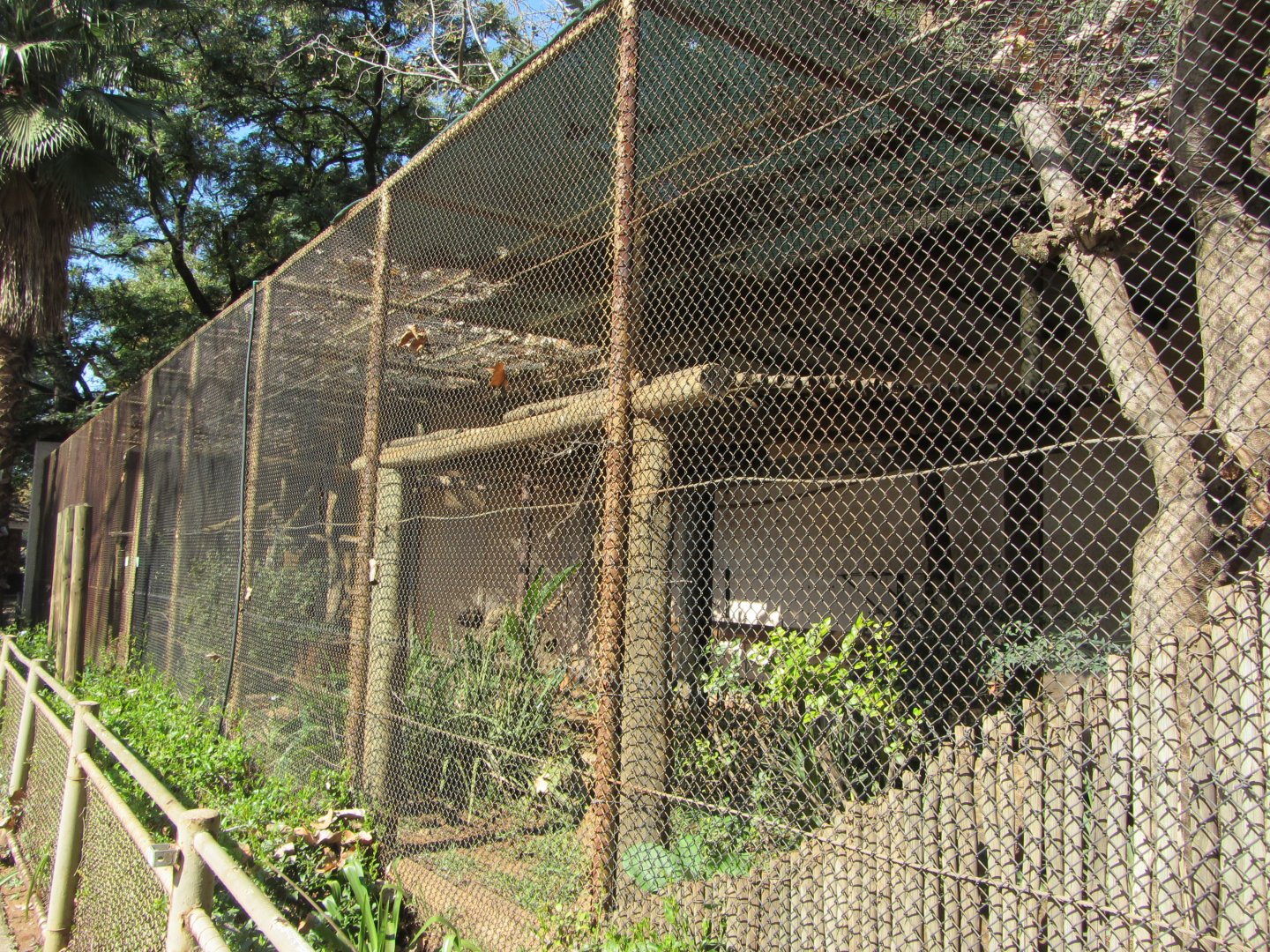 Black-and-White Ruffed Lemur Exhibit