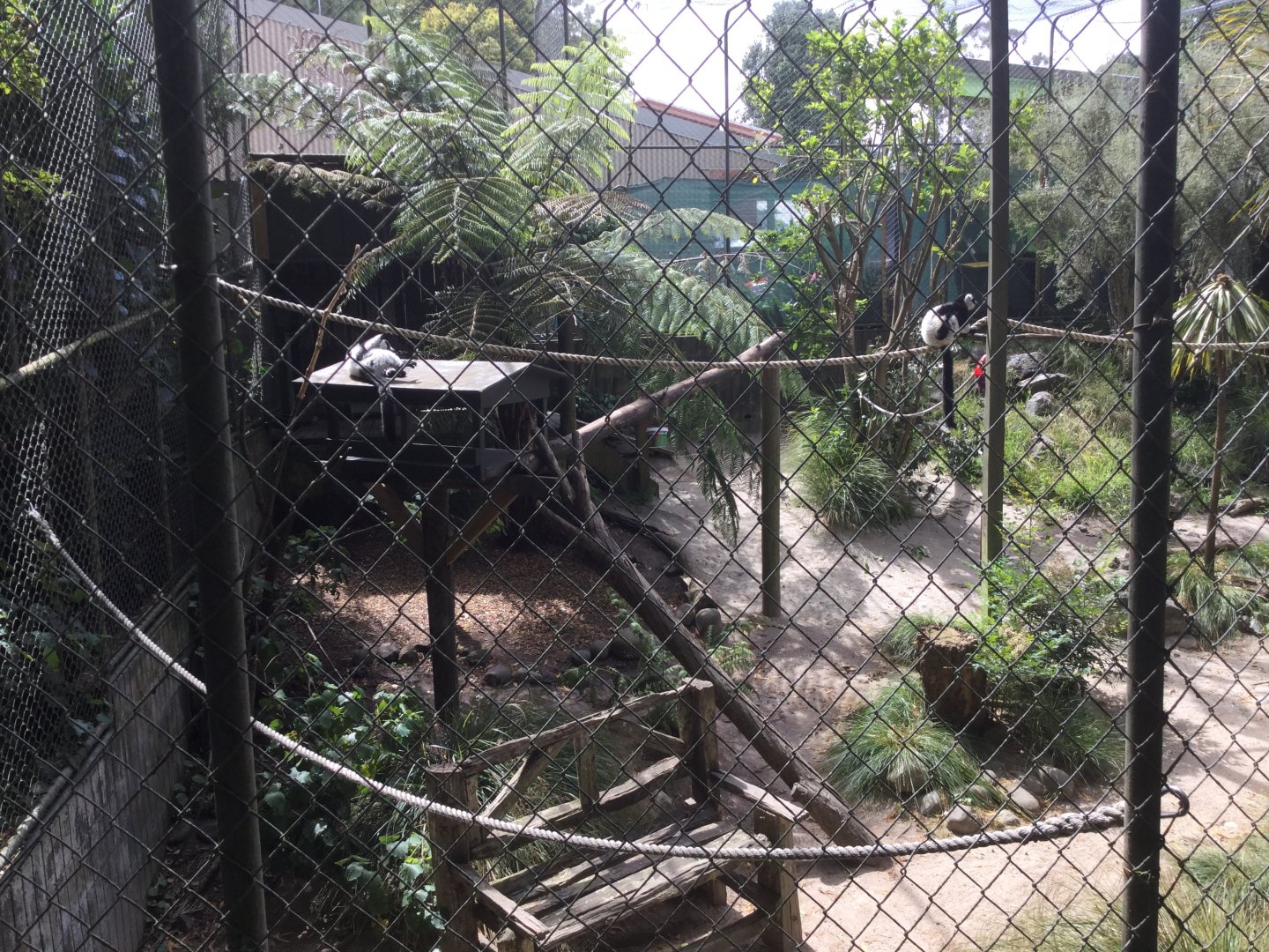 Black and White Ruffed Lemur Exhibit